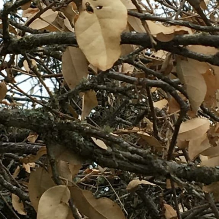 live oak tree with oak wilt
