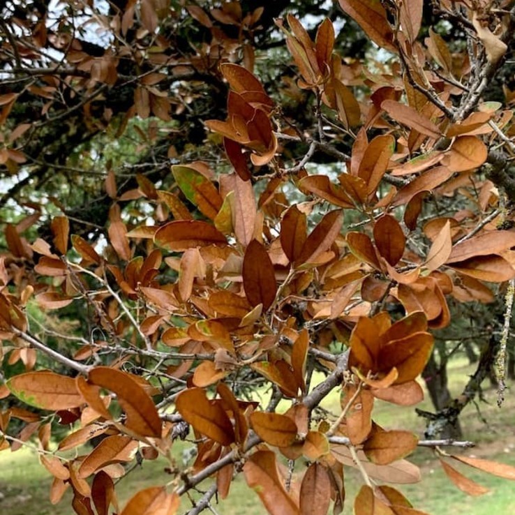 Live oak wilt image 15
