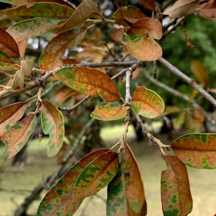 Live oak wilt image 14