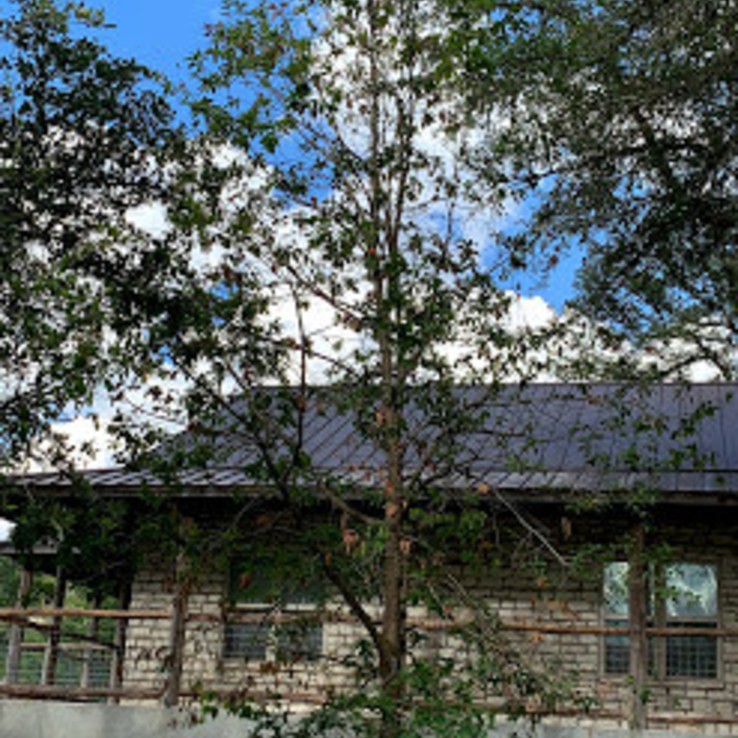 Mexican Oak Wilt 6
