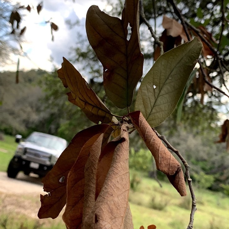 Oak Wilt Symptoms In White Oaks Arborcare And Consulting