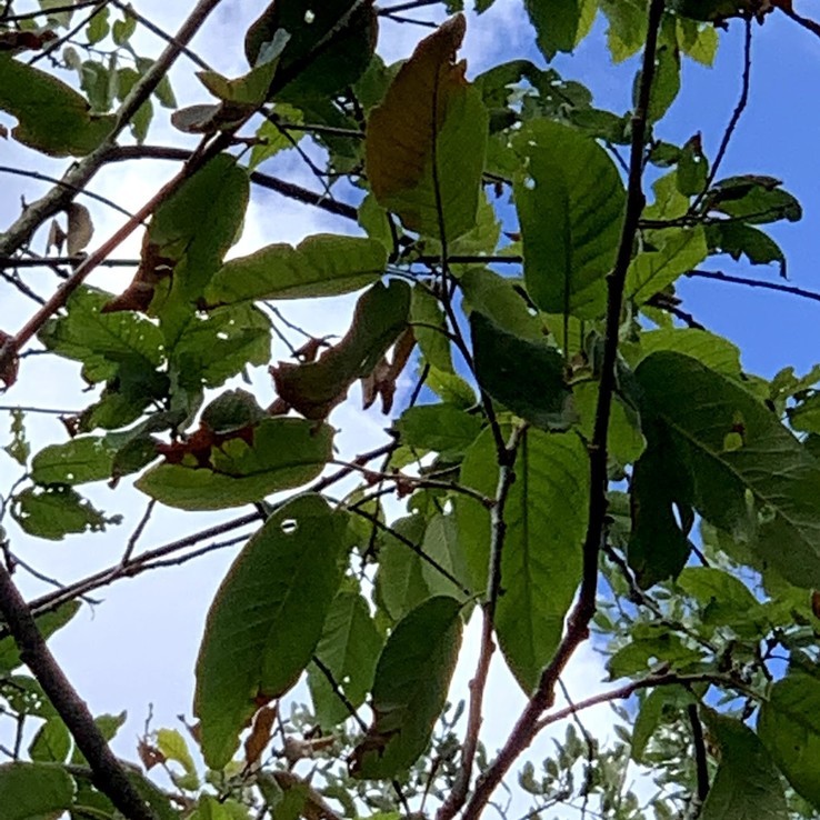 Oak Wilt Symptoms In White Oaks Arborcare And Consulting