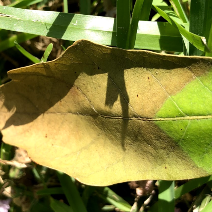 Mexican White Oak 2