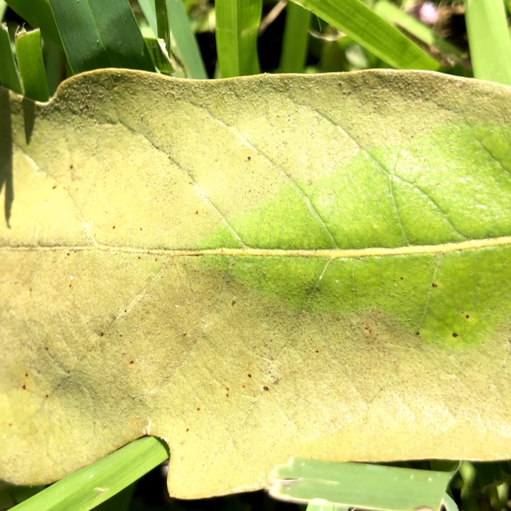 Mexican White Oak 3