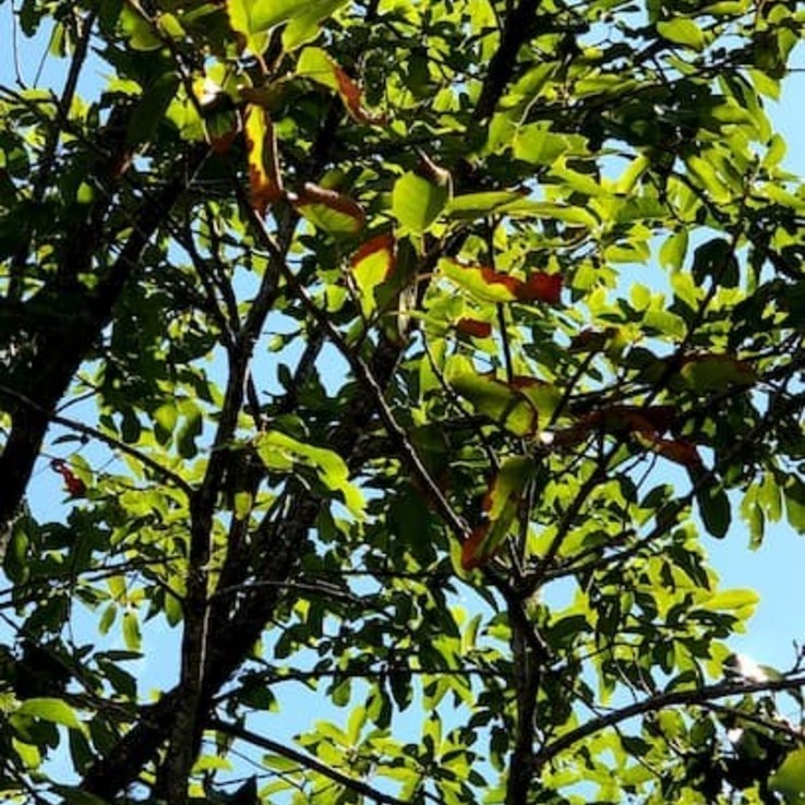 Mexican White Oak 7