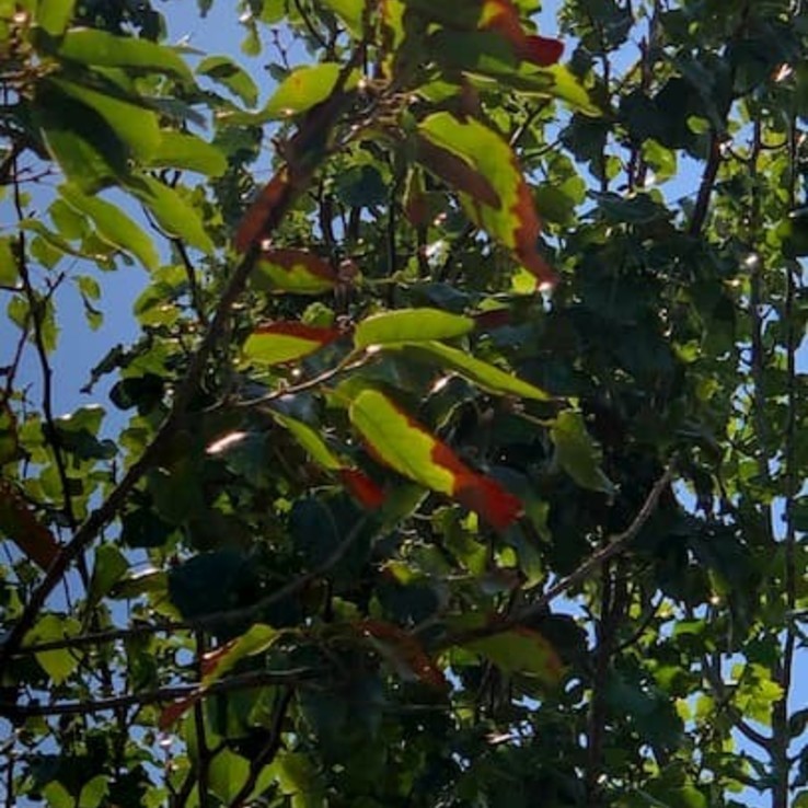 Mexican white oak 6