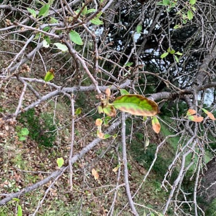 Live oak wilt image 11