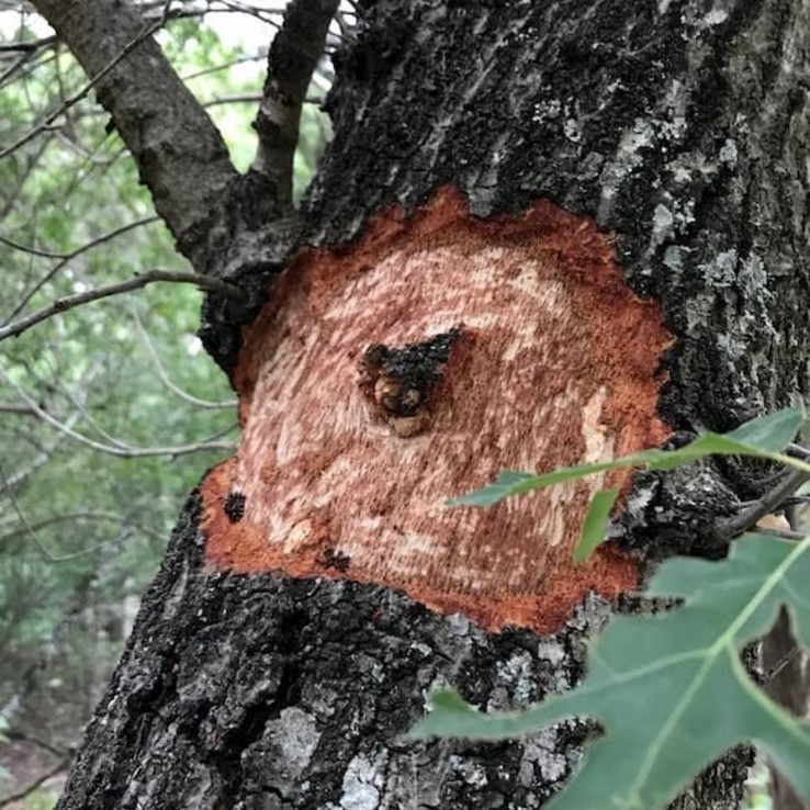 Natural Oak Wounding red oak with oak wilt