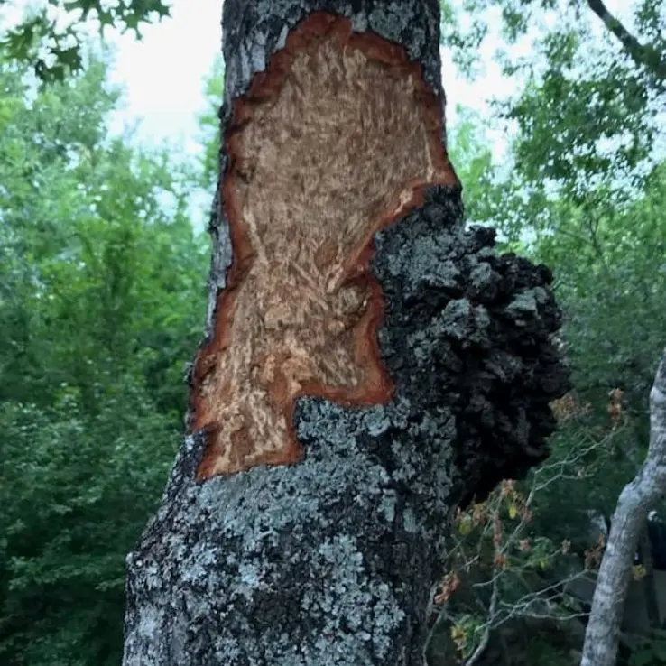 red oak with oak wilt