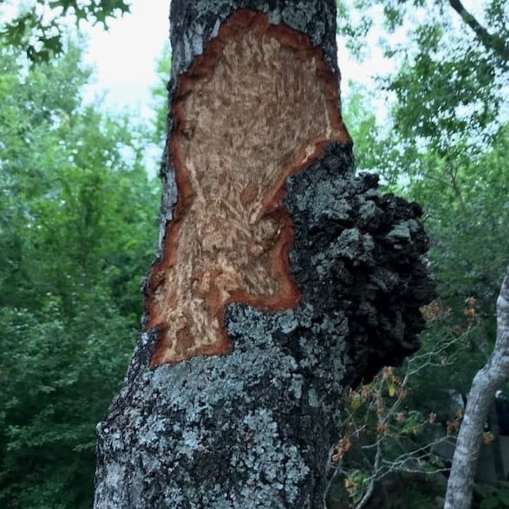Natural Oak Wounding red oak with oak wilt