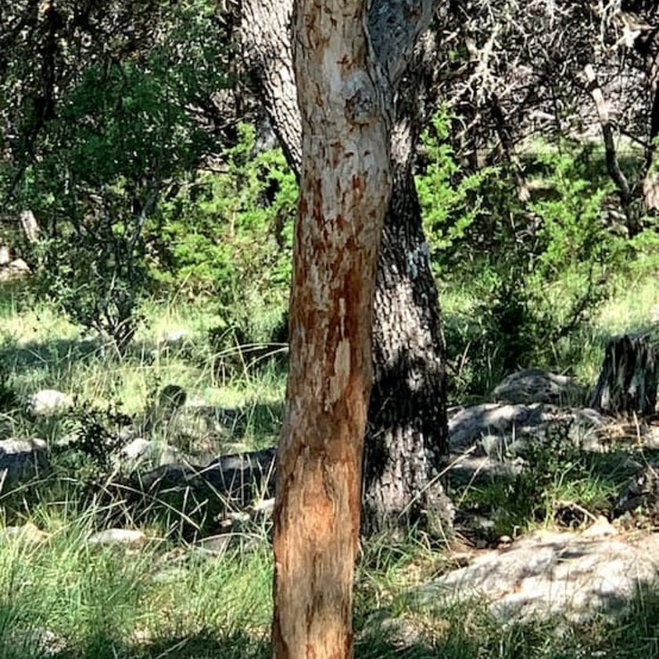 Natural Shin Oak Wounding austin oak wilt management