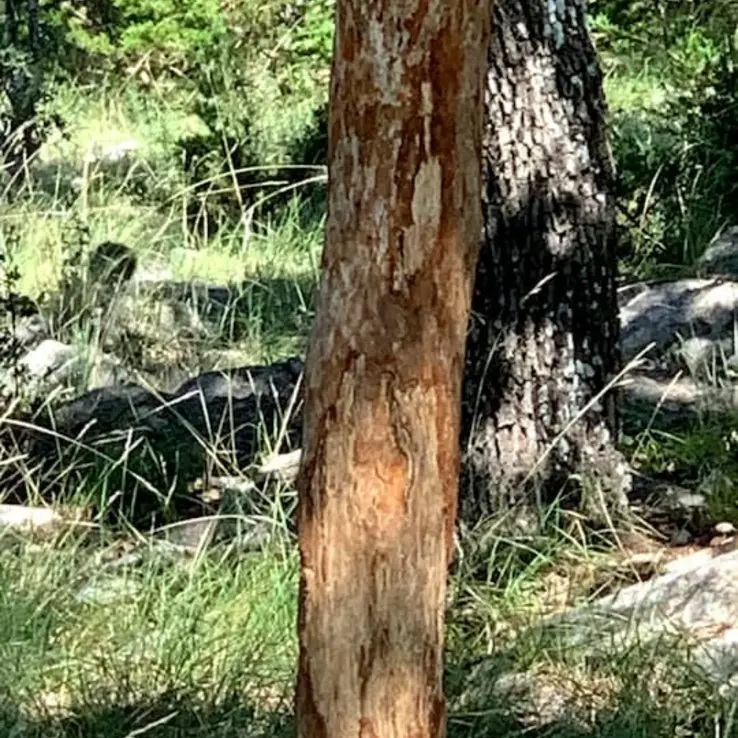 austin oak wilt management