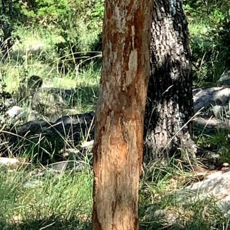 Shin Oak austin oak wilt management