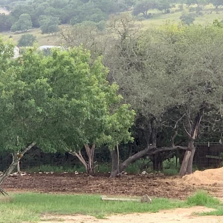 Natural Live Oak Wounding austin oak wilt management