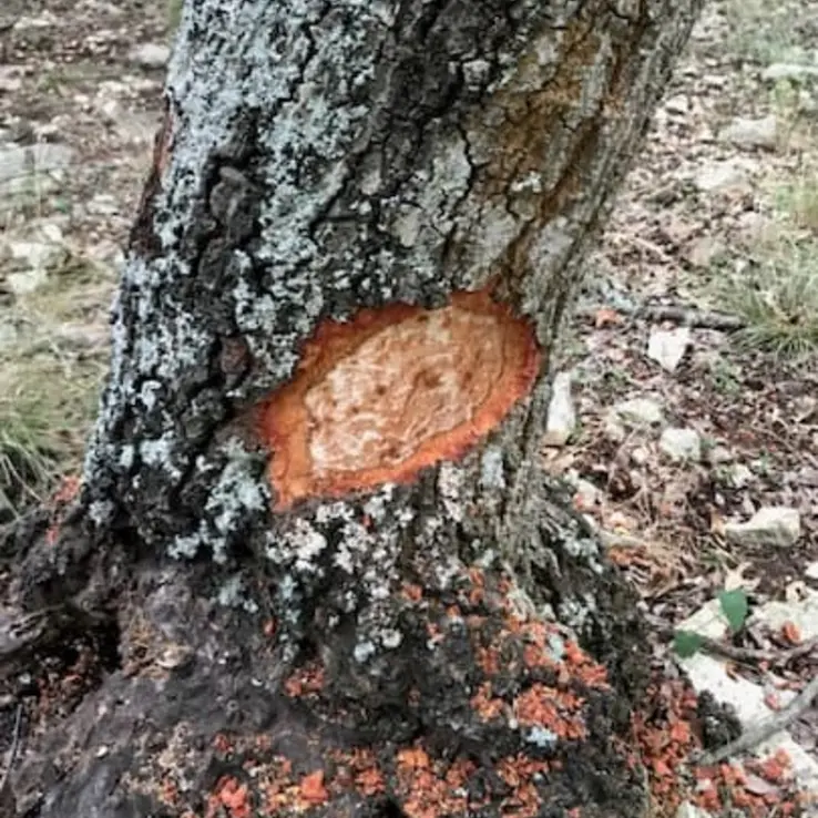 red oak with oak wilt