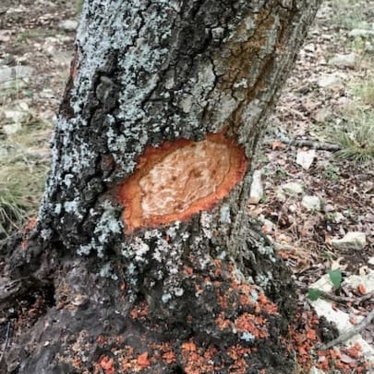 Natural Oak Wounding red oak with oak wilt