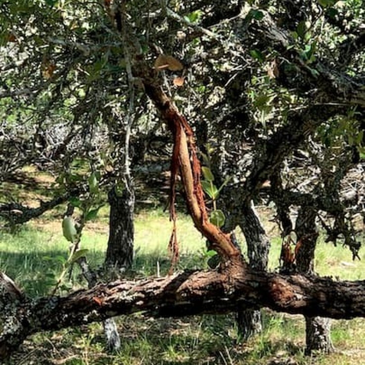 Natural Live Oak Wounding austin oak wilt management