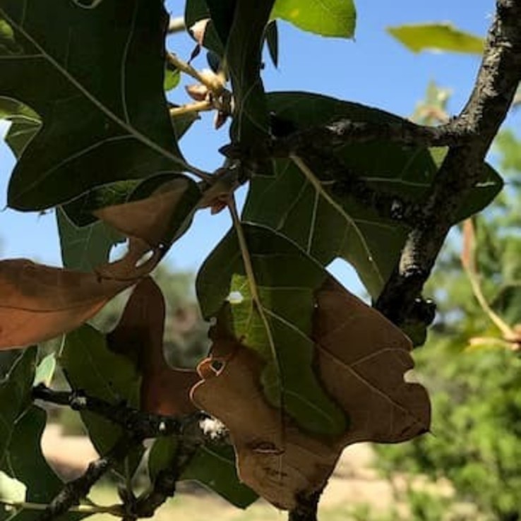 red oak with oak wilt