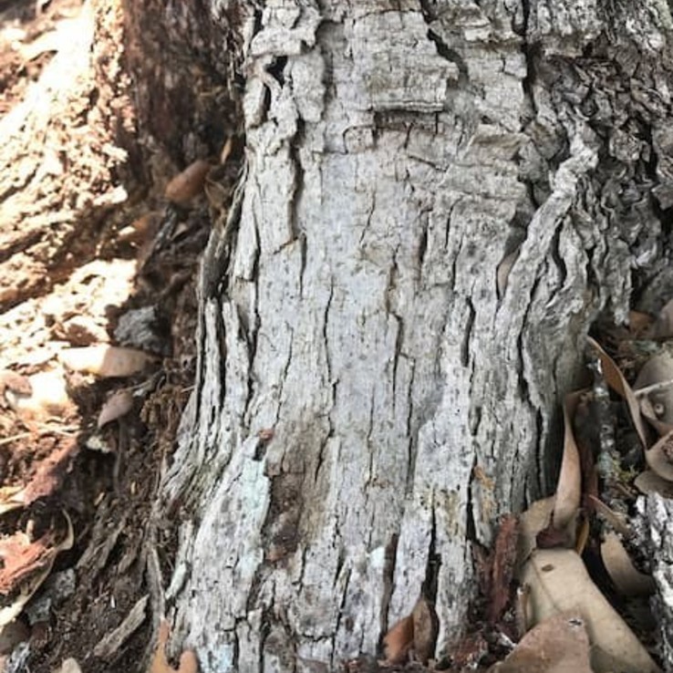 How to Identify Oak Wilt | ArborCare & Consulting