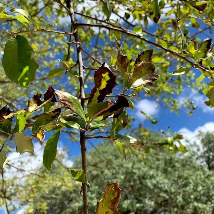Live oak wilt image 3