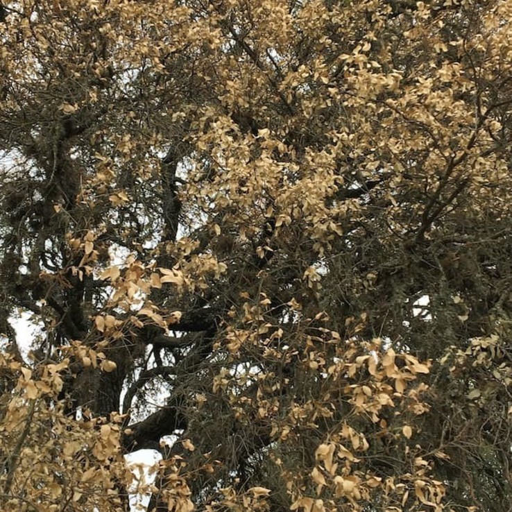 oak wilt image live oak