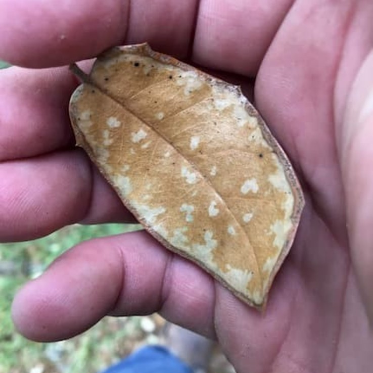 oak wilt oak leaf image live oak