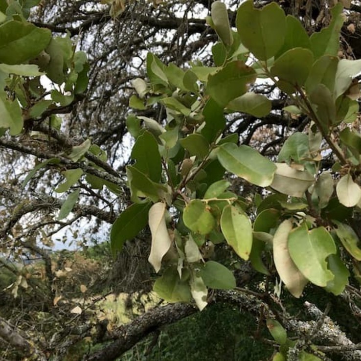 oak wilt image live oak leaves
