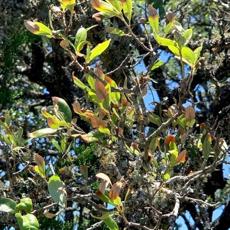 Live oak wilt image 2
