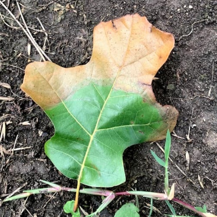 red oak with oak wilt