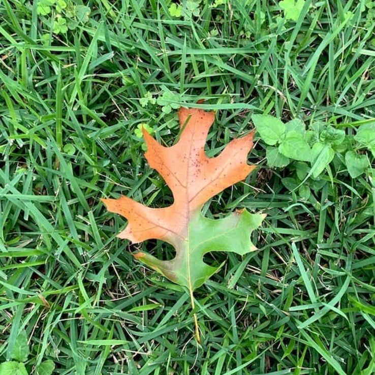 red oak with oak wilt