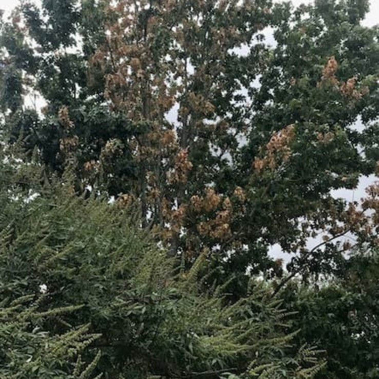 red oak with oak wilt