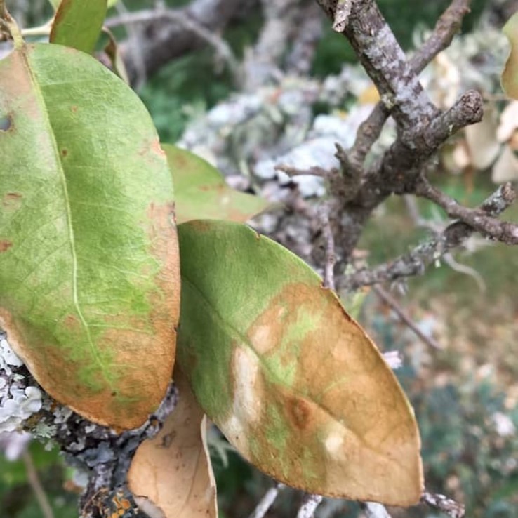 oak wilt image
