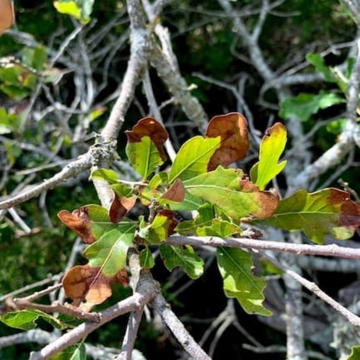 Oak Wilt Picture Bigelow Oak 4