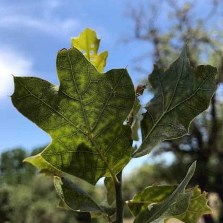 red oak with oak wilt