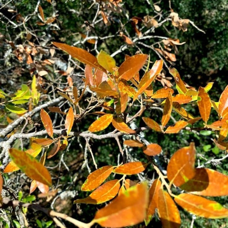 Live oak wilt image 6