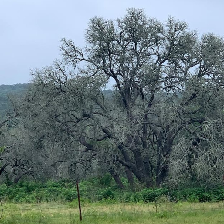 Live oak wilt image 9