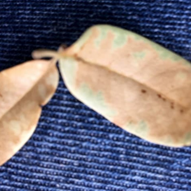 oak wilt picture live oak leaf.jpg
