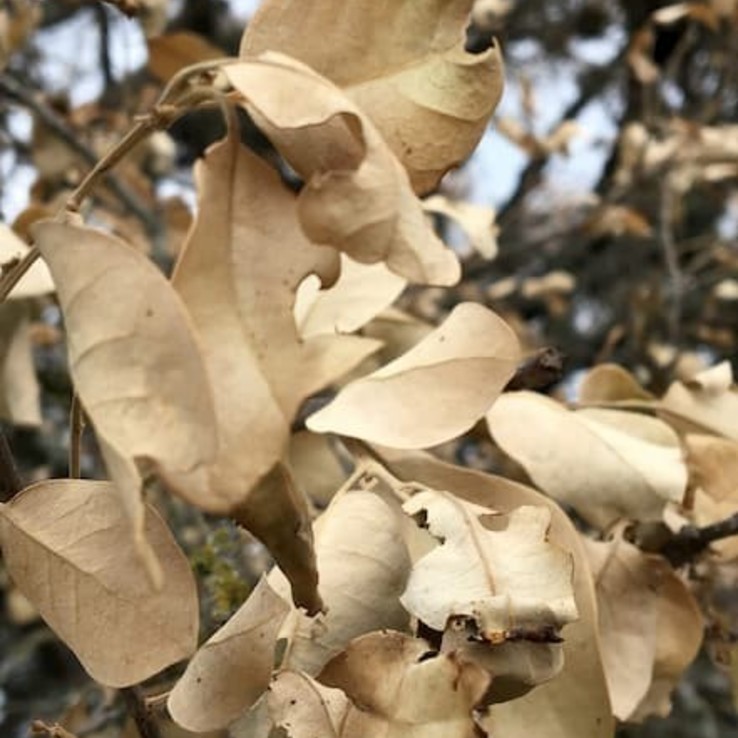 oak wilt picture live oak