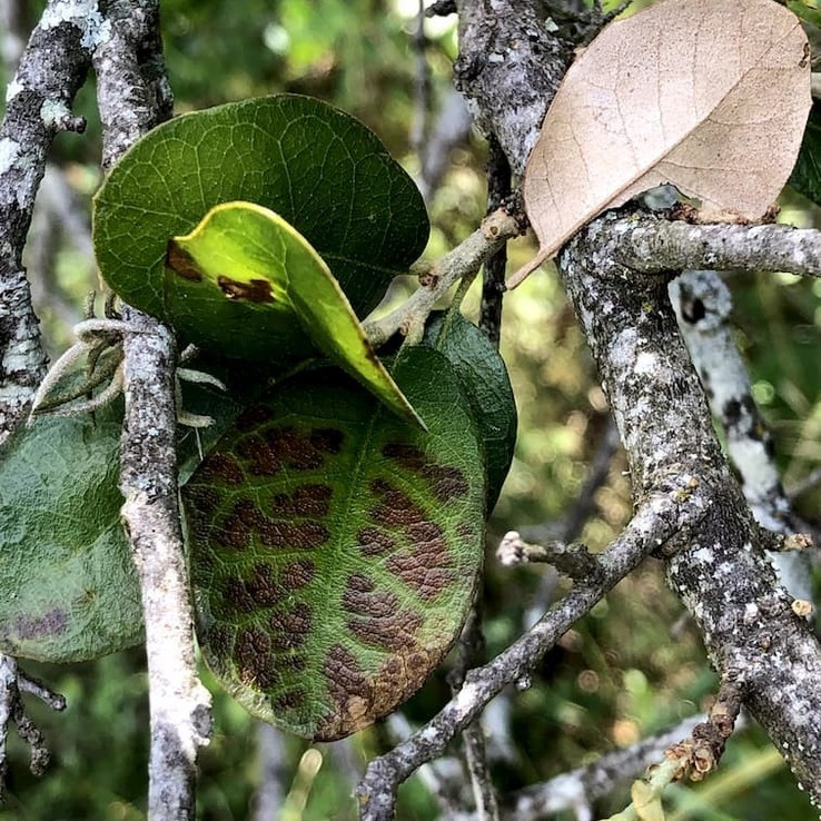 Live oak wilt image 7