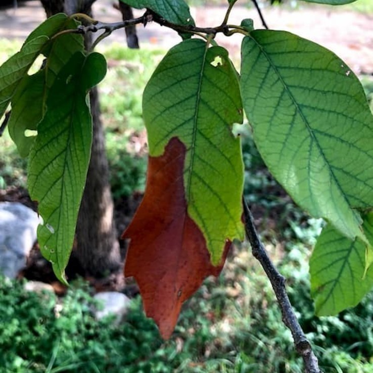 Oak Wilt Picture Mexican White Oak 1