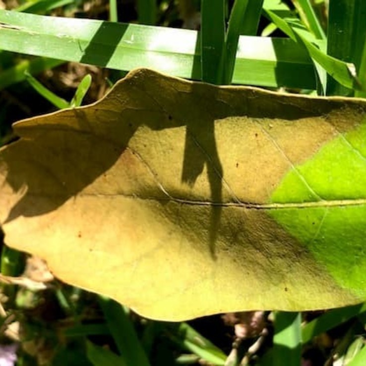 Oak Wilt Picture Mexican White Oak 2