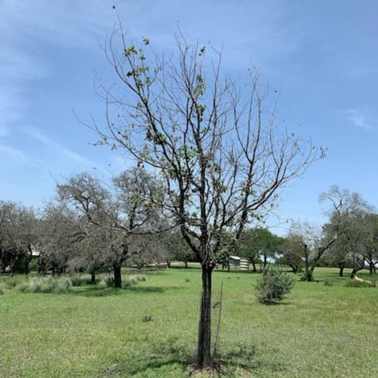 Oak Wilt Picture Mexican White Oak 3