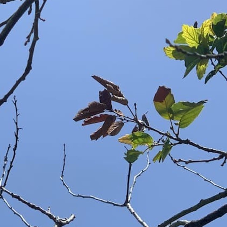 Oak Wilt Picture Mexican White Oak 4