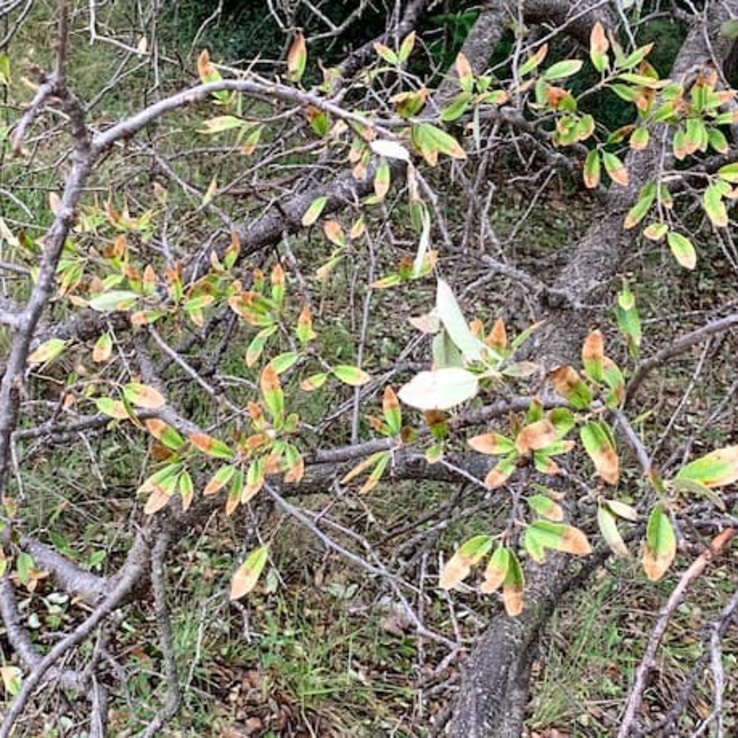 Live oak wilt image 5