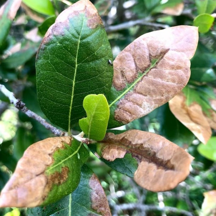 live oak with oak wilt image