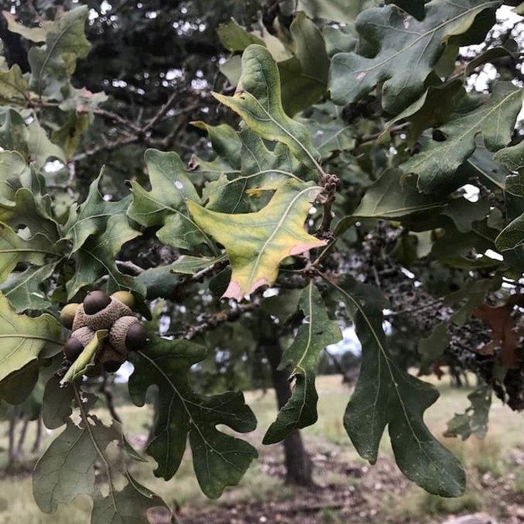 Oak Wilt Picture Post Oak