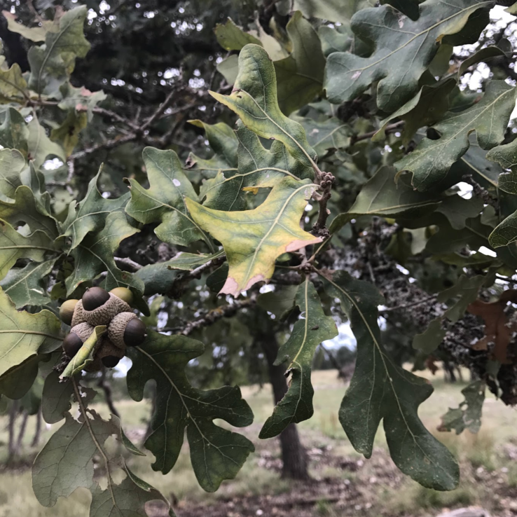 Post Oak with Oak Wilt 1