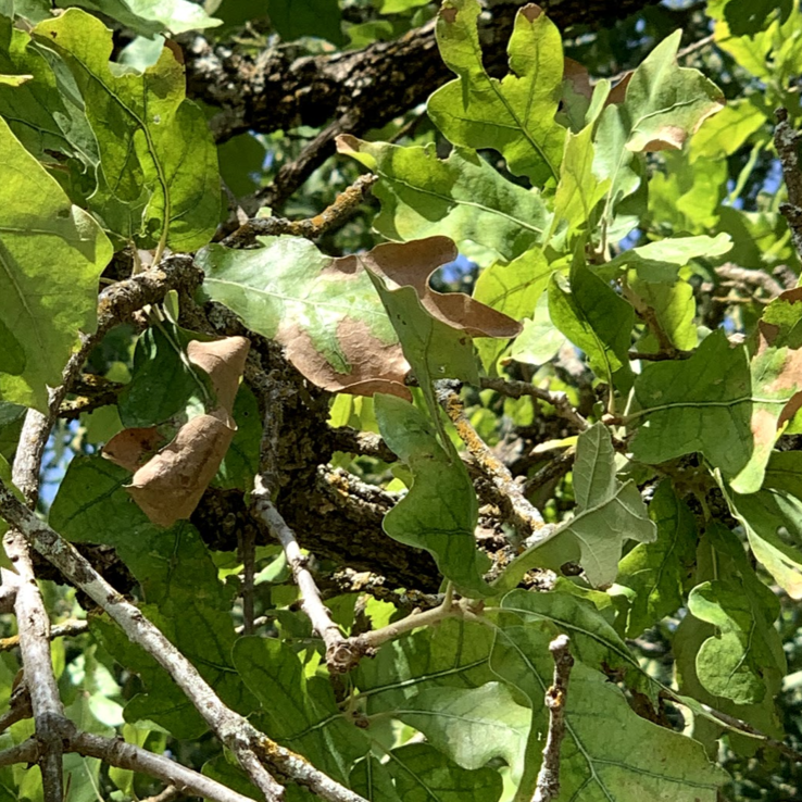 Post Oak with Oak Wilt 7