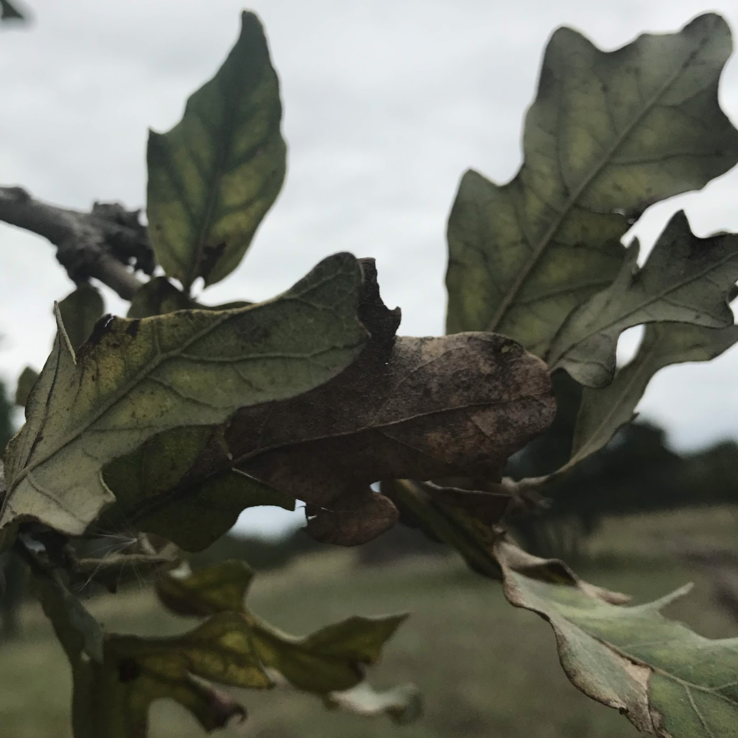 Post Oak with Oak Wilt 3