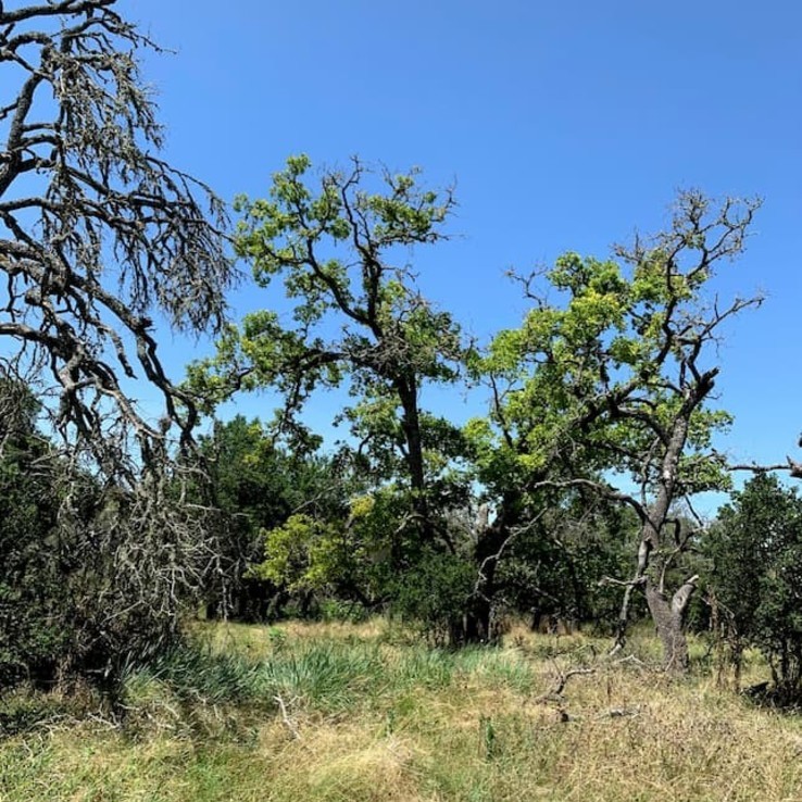 Oak Wilt image Post Oak 2